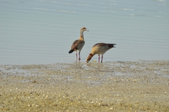 Alopochen aegyptiaca