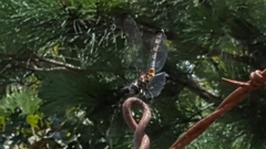 Dythemis velox