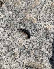 Orthomorphella pekuensis