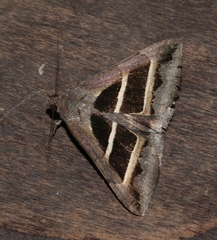Grammodes bifasciata