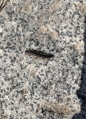 Orthomorphella pekuensis