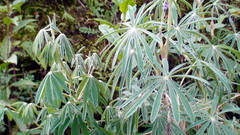 Lupinus montanus
