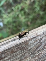 Chrysomelidae