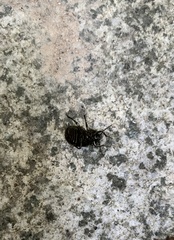 Chrysomelidae
