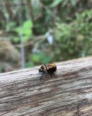 Chrysomelidae