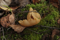 Peziza echinospora