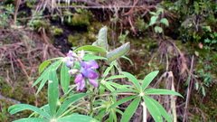 Lupinus montanus