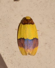 Heterallactis euchrysa