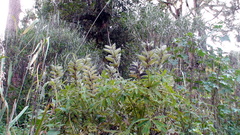 Lupinus montanus