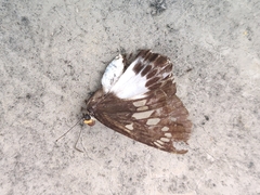 Satarupa nymphalis