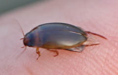 Liopterus haemorrhoidalis