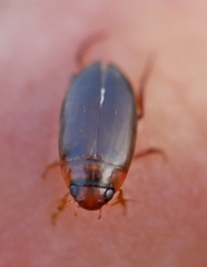 Liopterus haemorrhoidalis