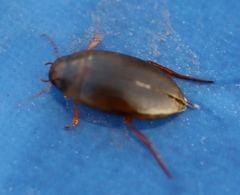 Liopterus haemorrhoidalis