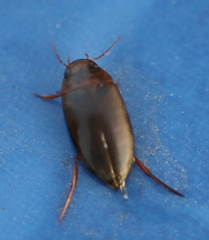 Liopterus haemorrhoidalis