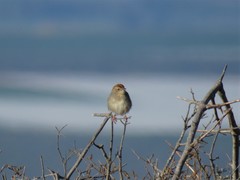 Cisticola aberrans