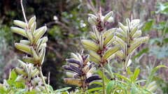 Lupinus montanus