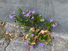 Scaevola aemula