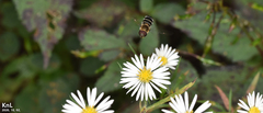 Betasyrphus serarius