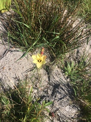 Ixia fuscocitrina