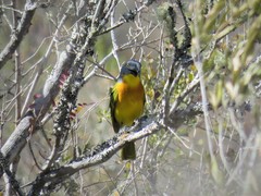 Malaconotus blanchoti