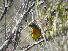 Malaconotus blanchoti