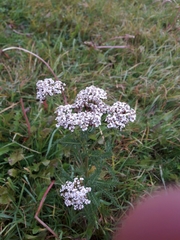 Achillea millefolium