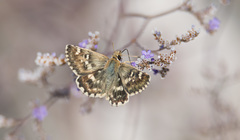 Muschampia proteides