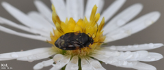 Deraeocoris pulchellus