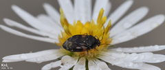 Deraeocoris pulchellus