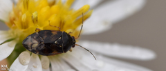 Deraeocoris pulchellus