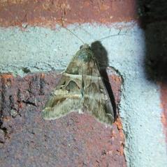 Melipotis perpendicularis