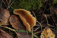 Peziza echinospora