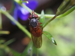 Rhingia