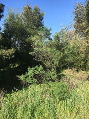 Ozothamnus ferrugineus