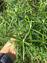 Ozothamnus ferrugineus