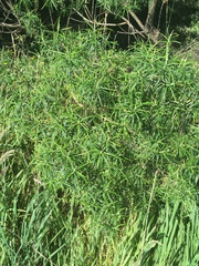 Ozothamnus ferrugineus