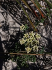Dasispermum