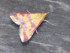 Pyrausta sanguinalis