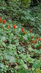 Arum italicum italicum
