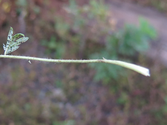 Potentilla tergemina