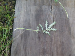 Potentilla tergemina