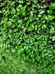 Chrysosplenium oppositifolium