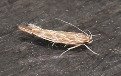 Pyroderces argyrogrammos