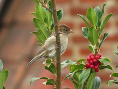 Passer domesticus