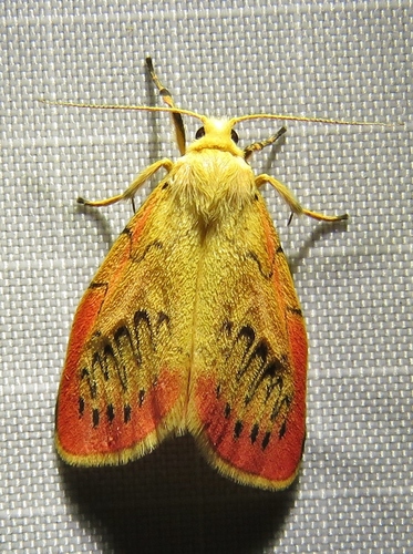 Rosy footman