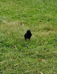 Corvus corone corone