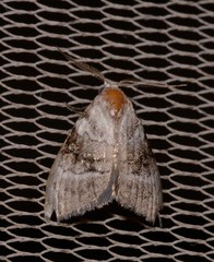 Acatapaustus metallopa