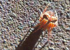 Araneus montereyensis