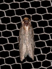 Philobota transversella