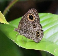 Ypthima baldus newboldi